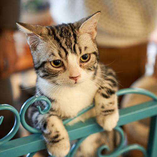 a gray cat
