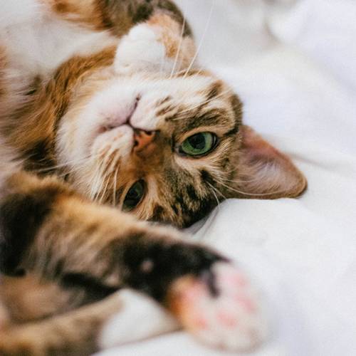 a brown cat with gren eyes