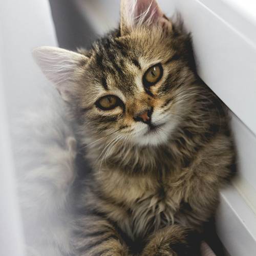 a gray cat