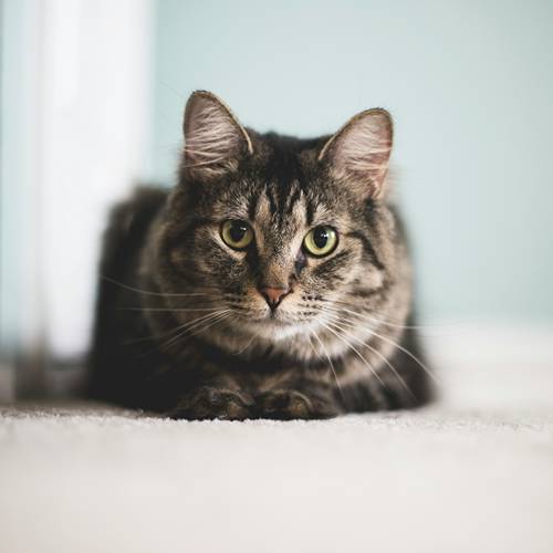 a gray cat sitting on the floor