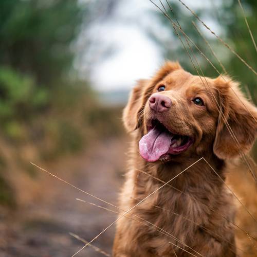 a brown dog