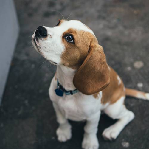 a white and brown dog