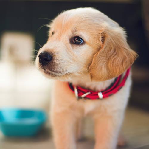 a golden terrier dog