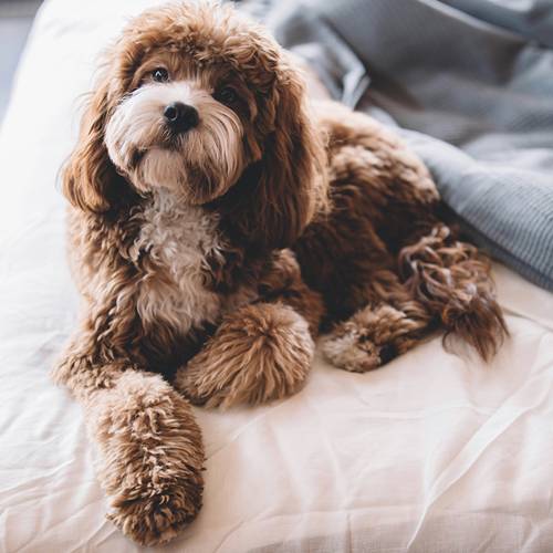 a brown dog